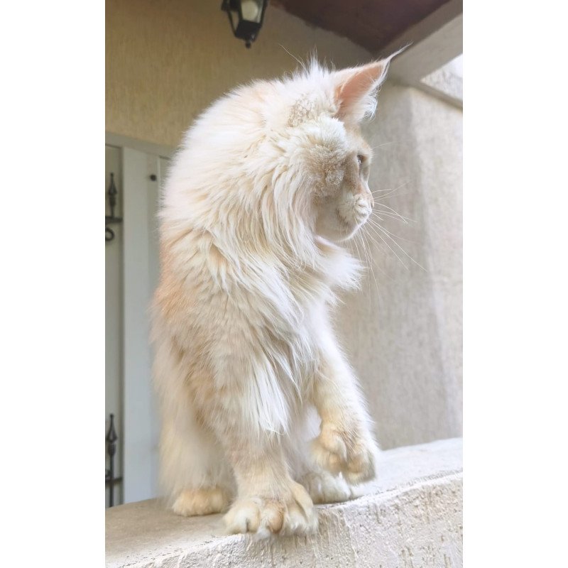Maine Coon A Yoshi
