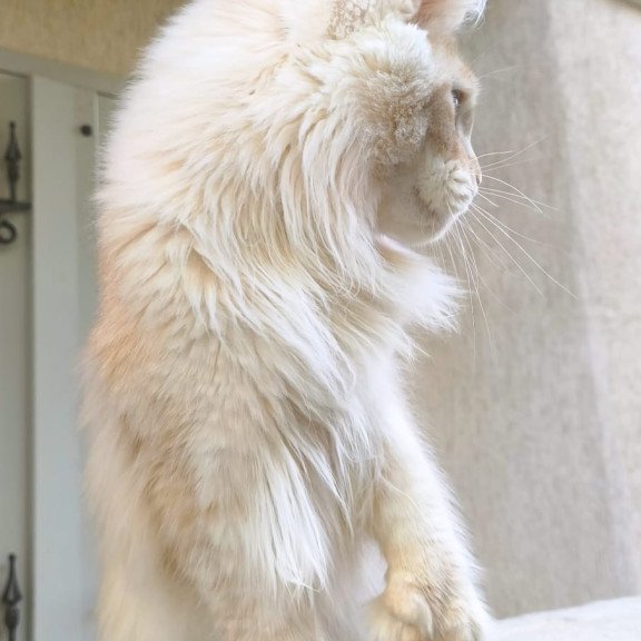 Maine Coon A Yoshi
