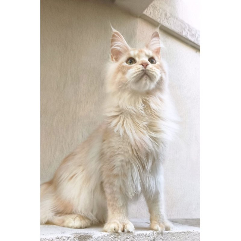 Maine Coon A Yoshi