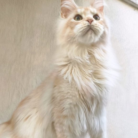 Maine Coon A Yoshi