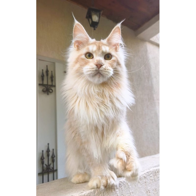 Maine Coon A Yoshi