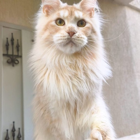 Maine Coon A Yoshi