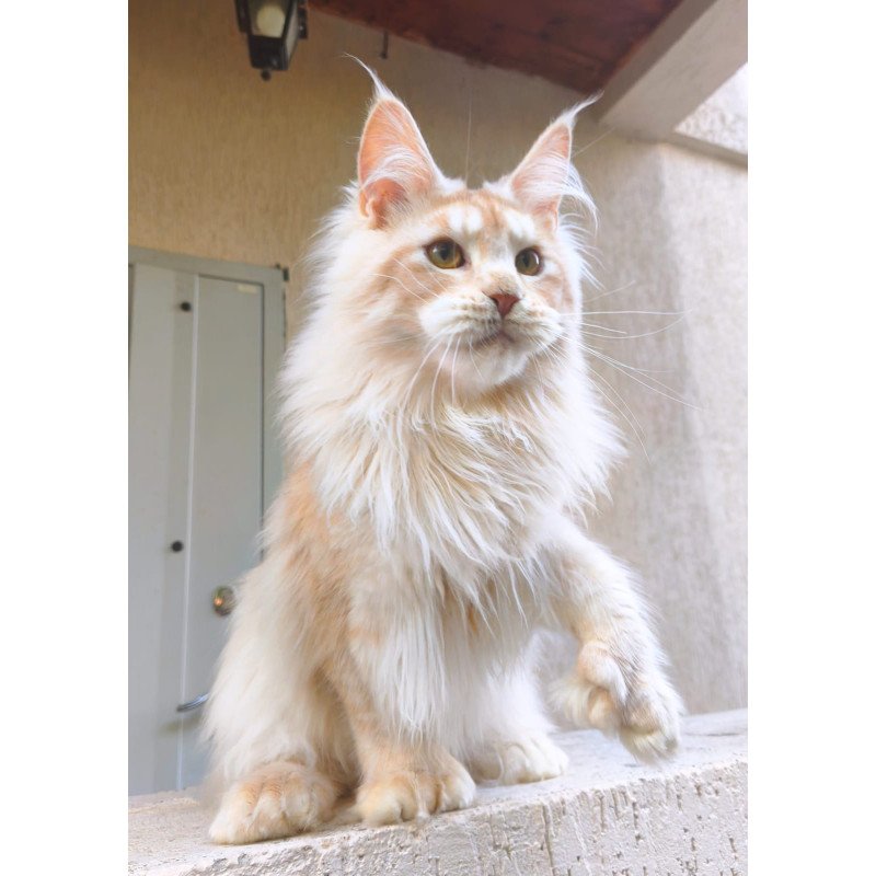 Maine Coon A Yoshi