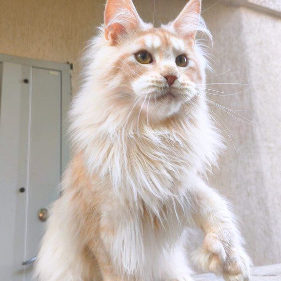 Maine Coon A Yoshi