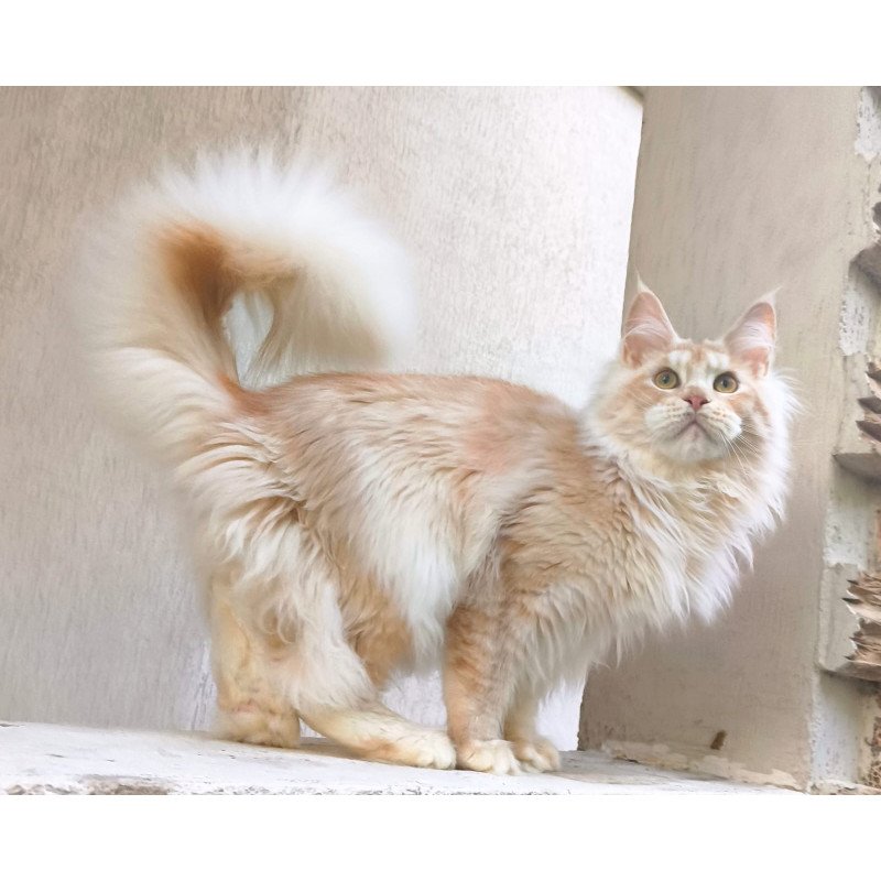 Maine Coon A Yoshi