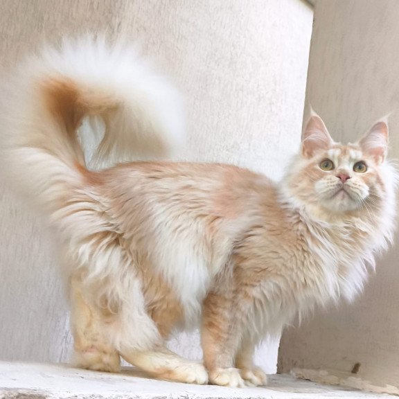 Maine Coon A Yoshi