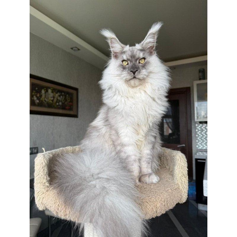 Maine Coon A Nord