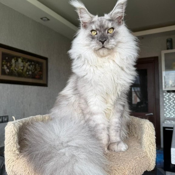 Maine Coon A Nord