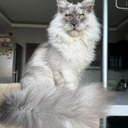 Maine Coon A Nord
