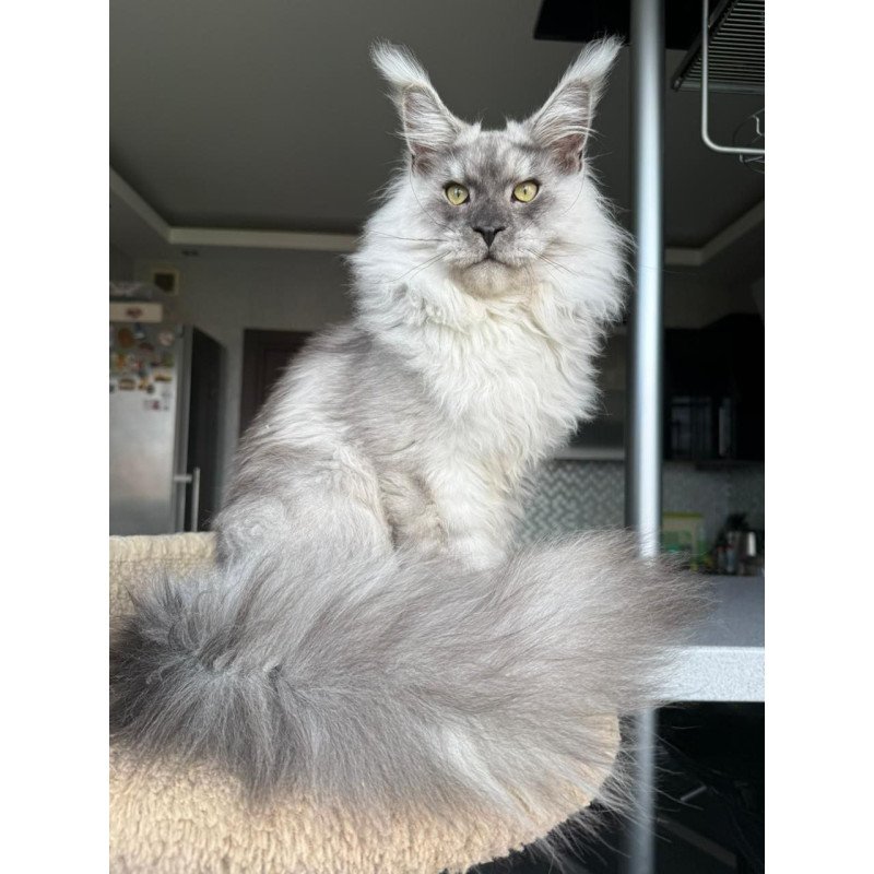 Maine Coon A Nord