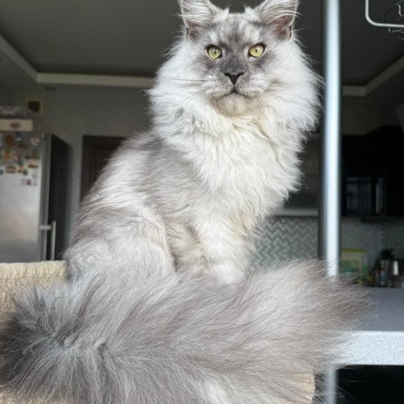 Maine Coon A Nord