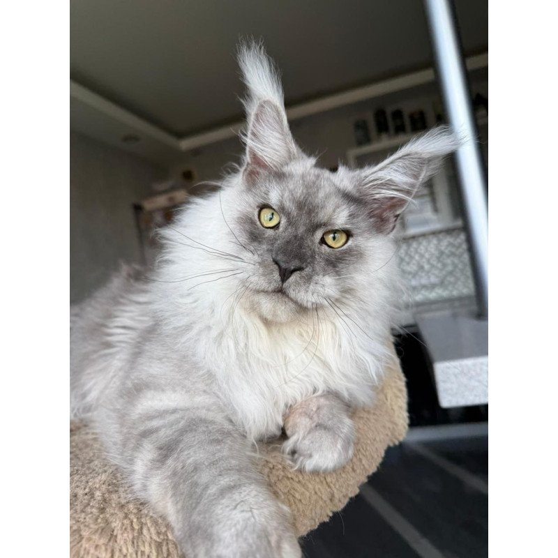 Maine Coon A Nord