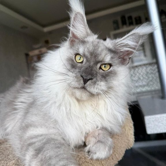Maine Coon A Nord