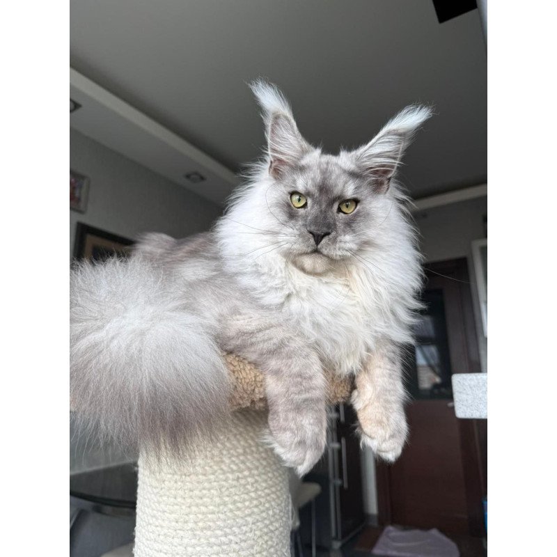 Maine Coon A Nord