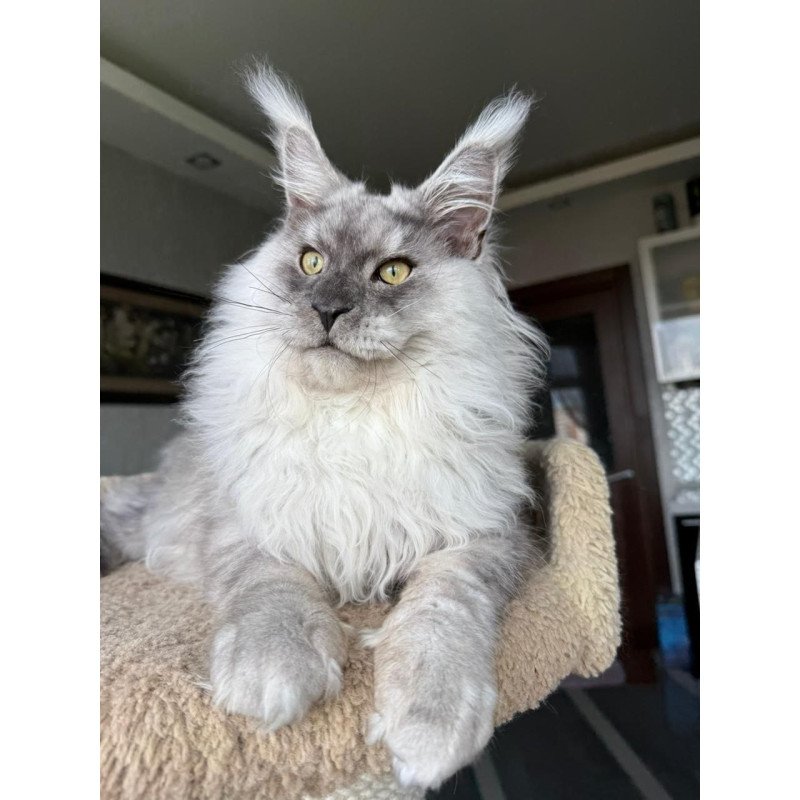 Maine Coon A Nord