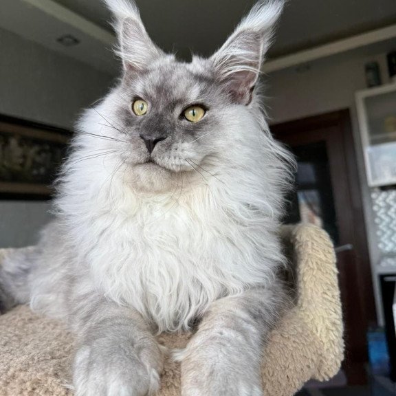 Maine Coon A Nord
