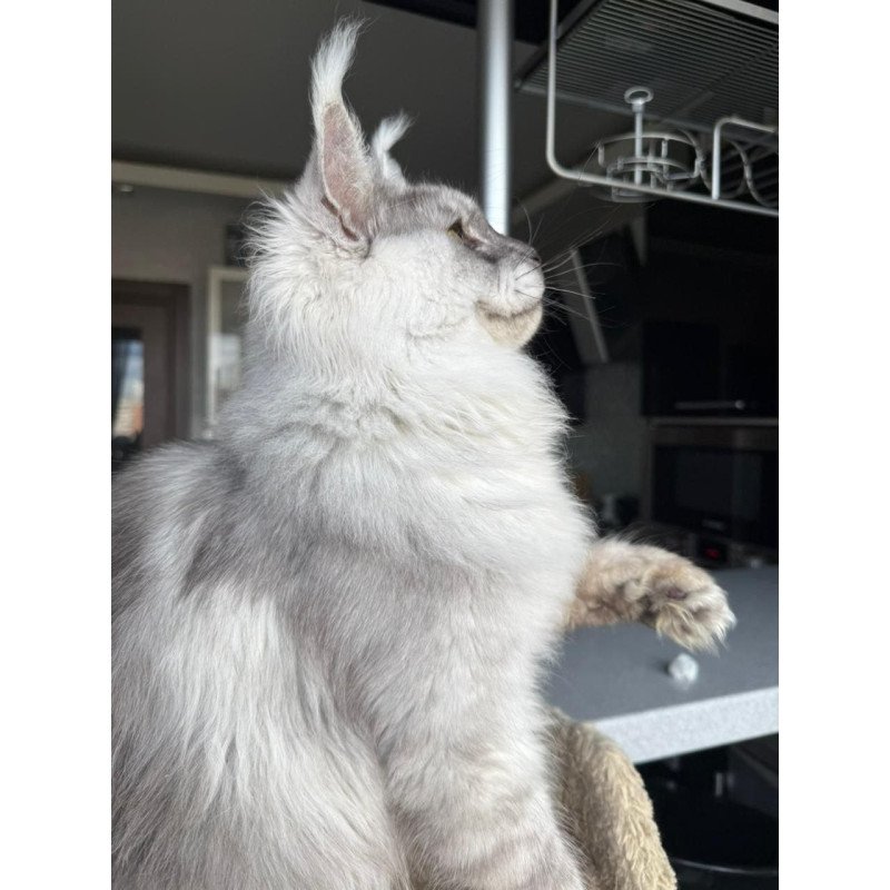 Maine Coon A Nord