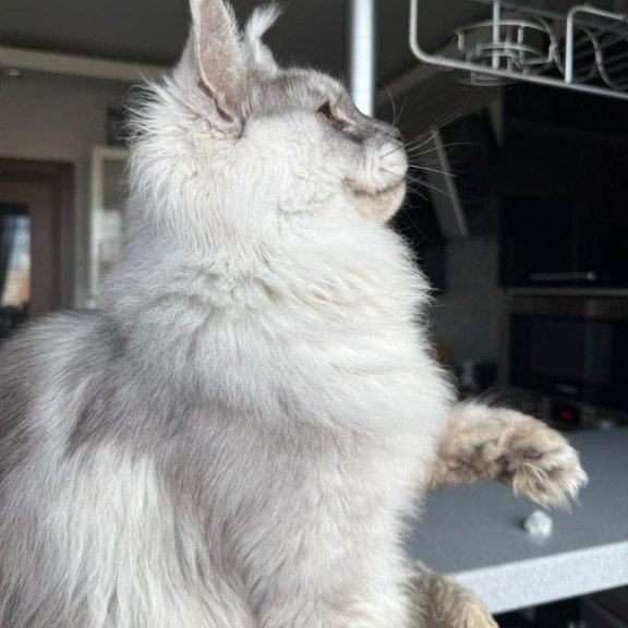 Maine Coon A Nord