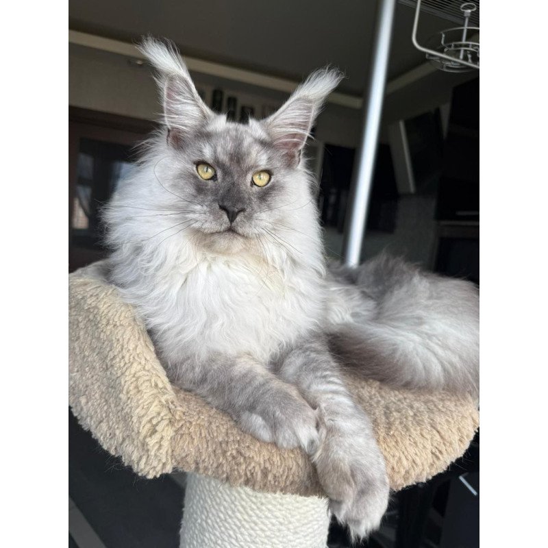 Maine Coon A Nord
