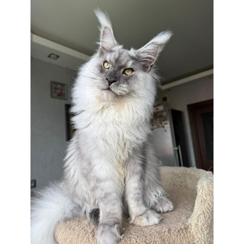 Maine Coon A Nord