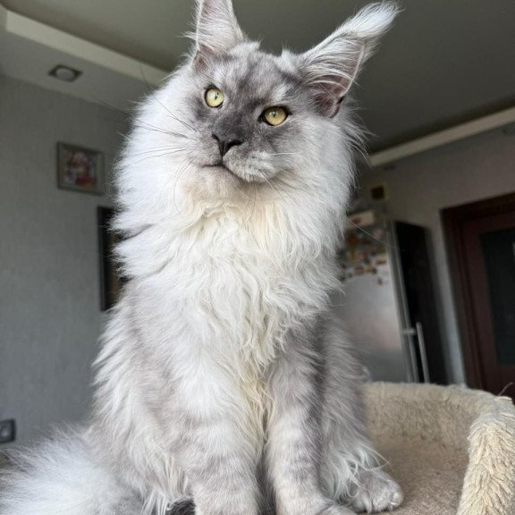 Maine Coon A Nord