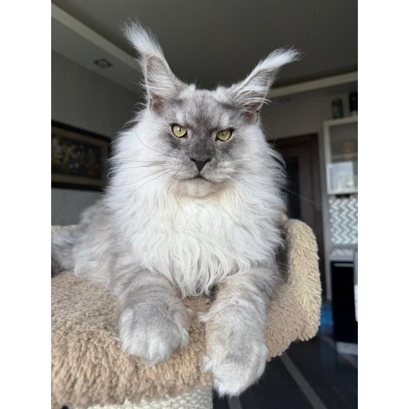 Maine Coon A Nord
