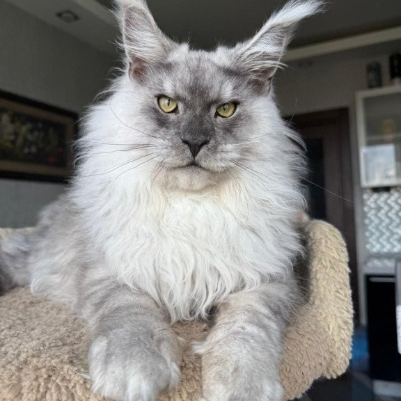 Maine Coon A Nord