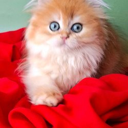 British Burzhuy