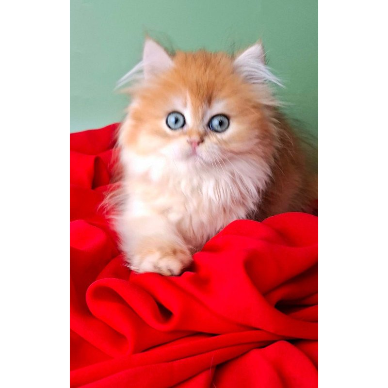 British Burzhuy