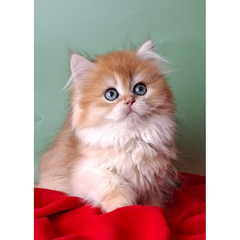 British Burzhuy