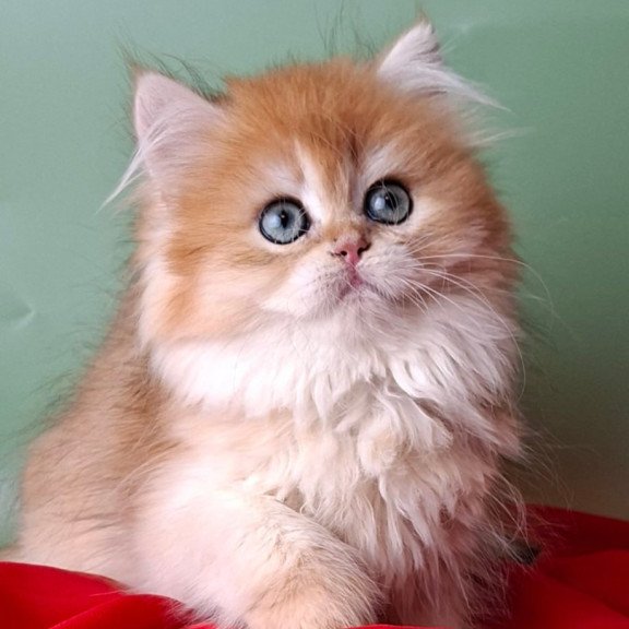 British Burzhuy