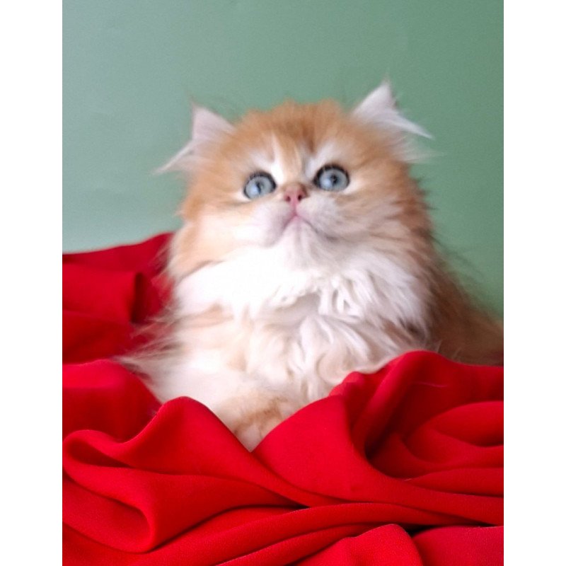 British Burzhuy