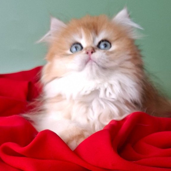 British Burzhuy