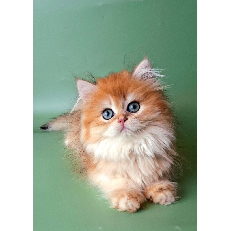 British Burzhuy