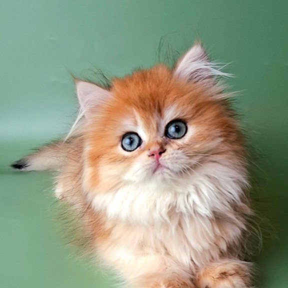 British Burzhuy