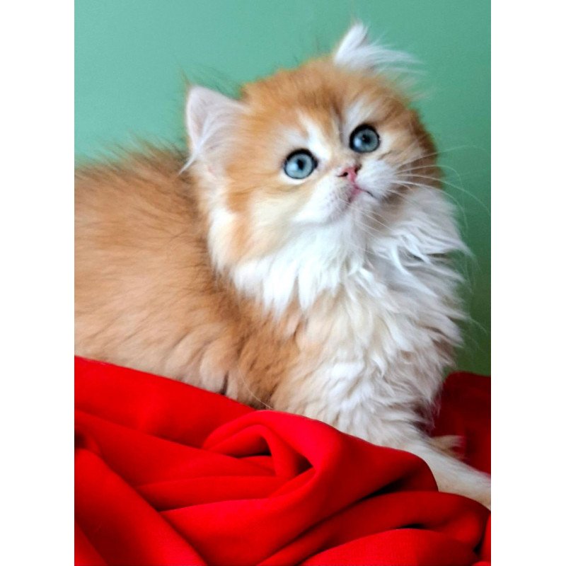 British Burzhuy