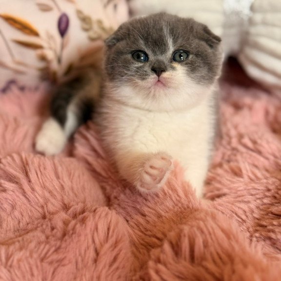 Scottish Ponochka