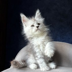 Maine Coon NOV Imp