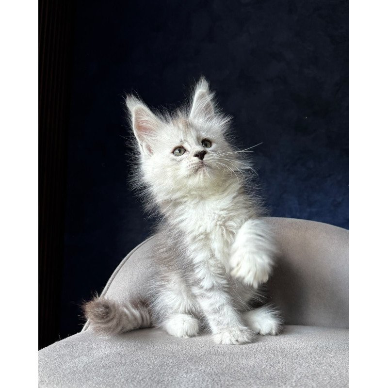 Maine Coon NOV Imp