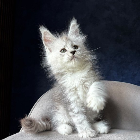 Maine Coon NOV Imp