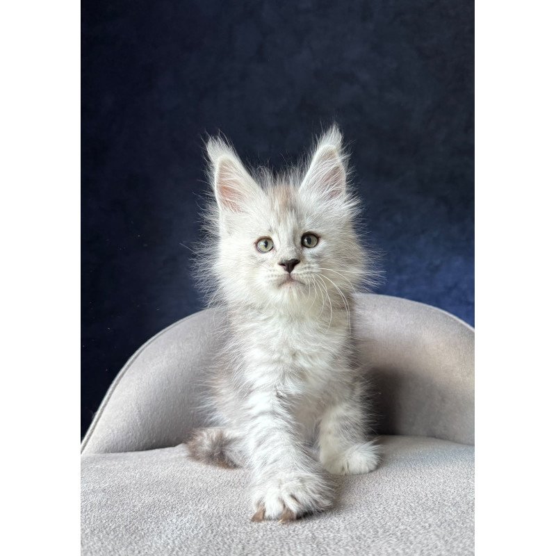 Maine Coon NOV Imp