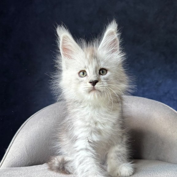 Maine Coon NOV Imp
