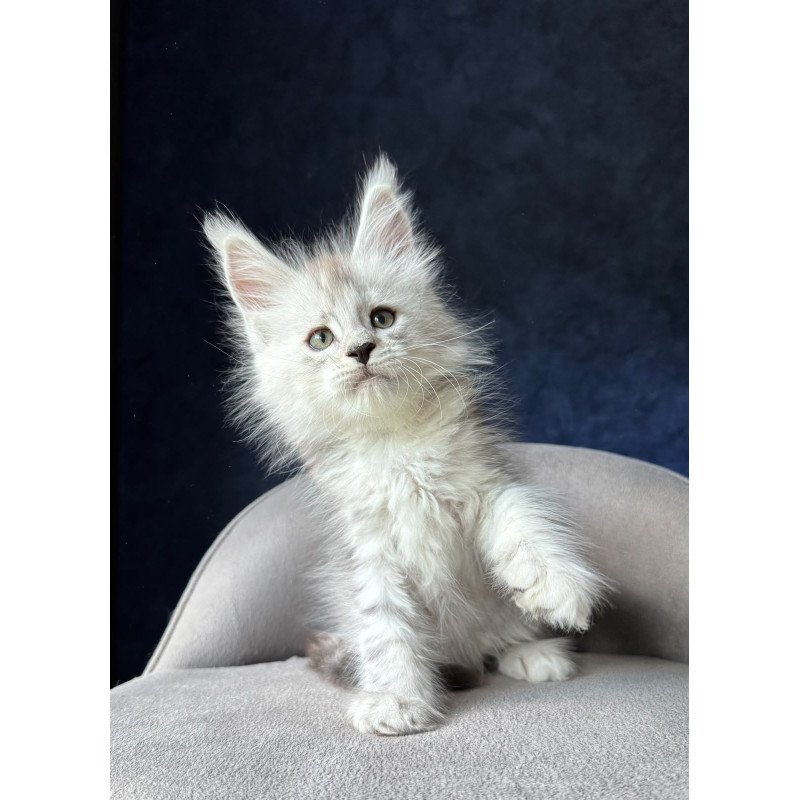 Maine Coon NOV Imp