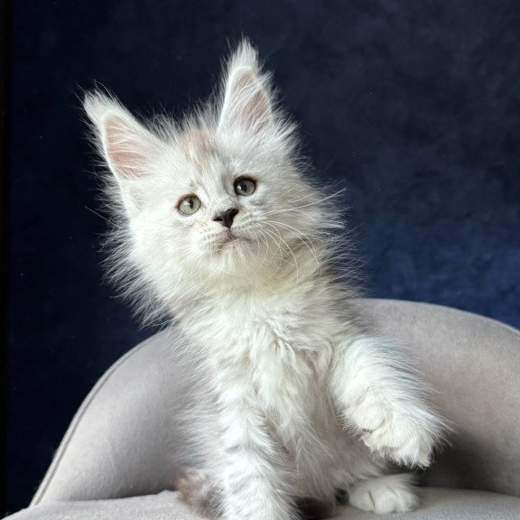 Maine Coon NOV Imp