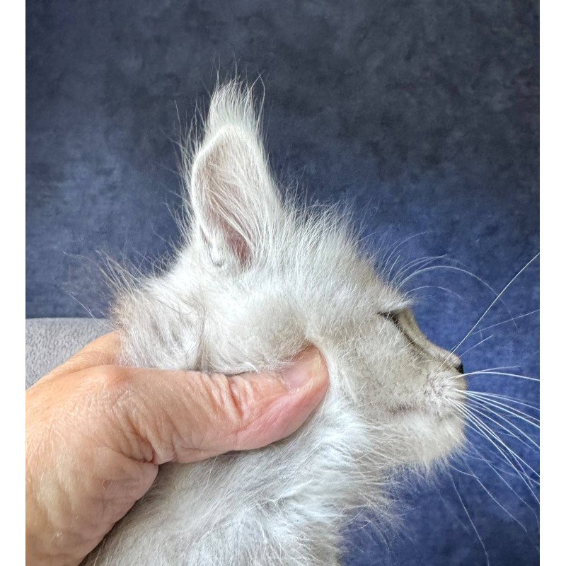 Maine Coon NOV Imp