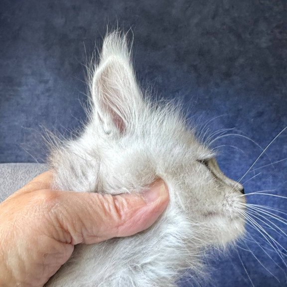 Maine Coon NOV Imp