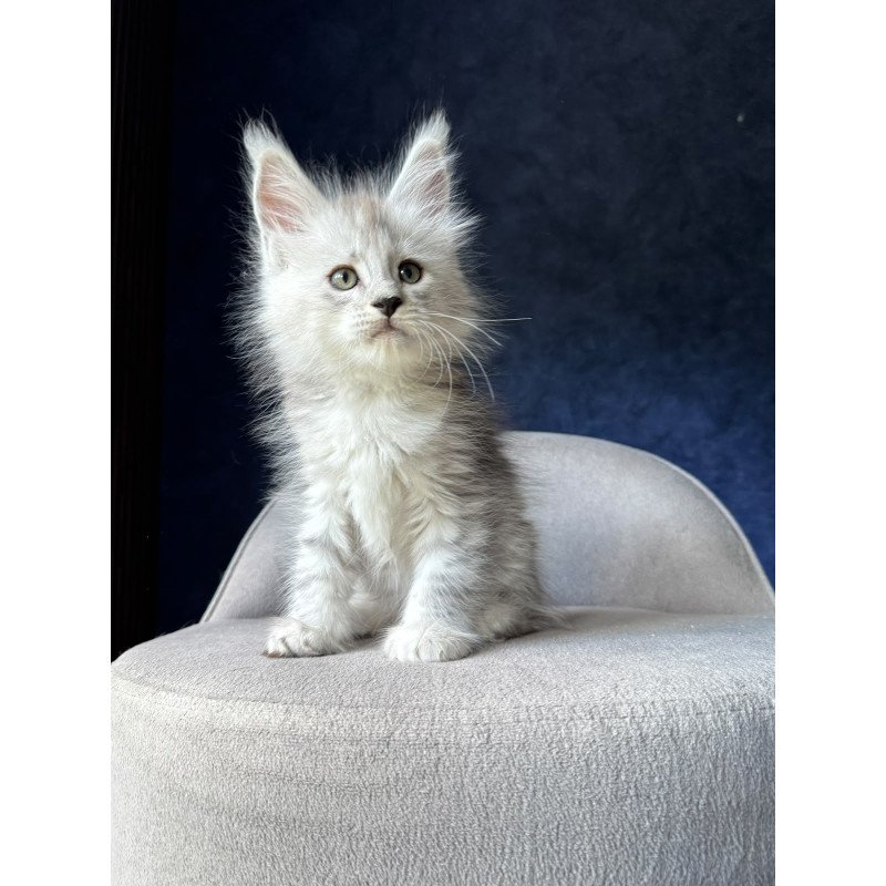 Maine Coon NOV Imp