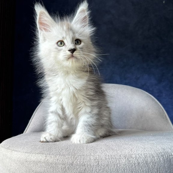 Maine Coon NOV Imp