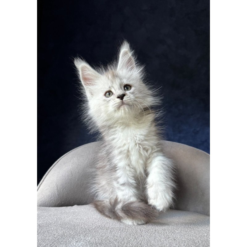 Maine Coon NOV Imp