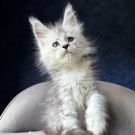 Maine Coon NOV Imp